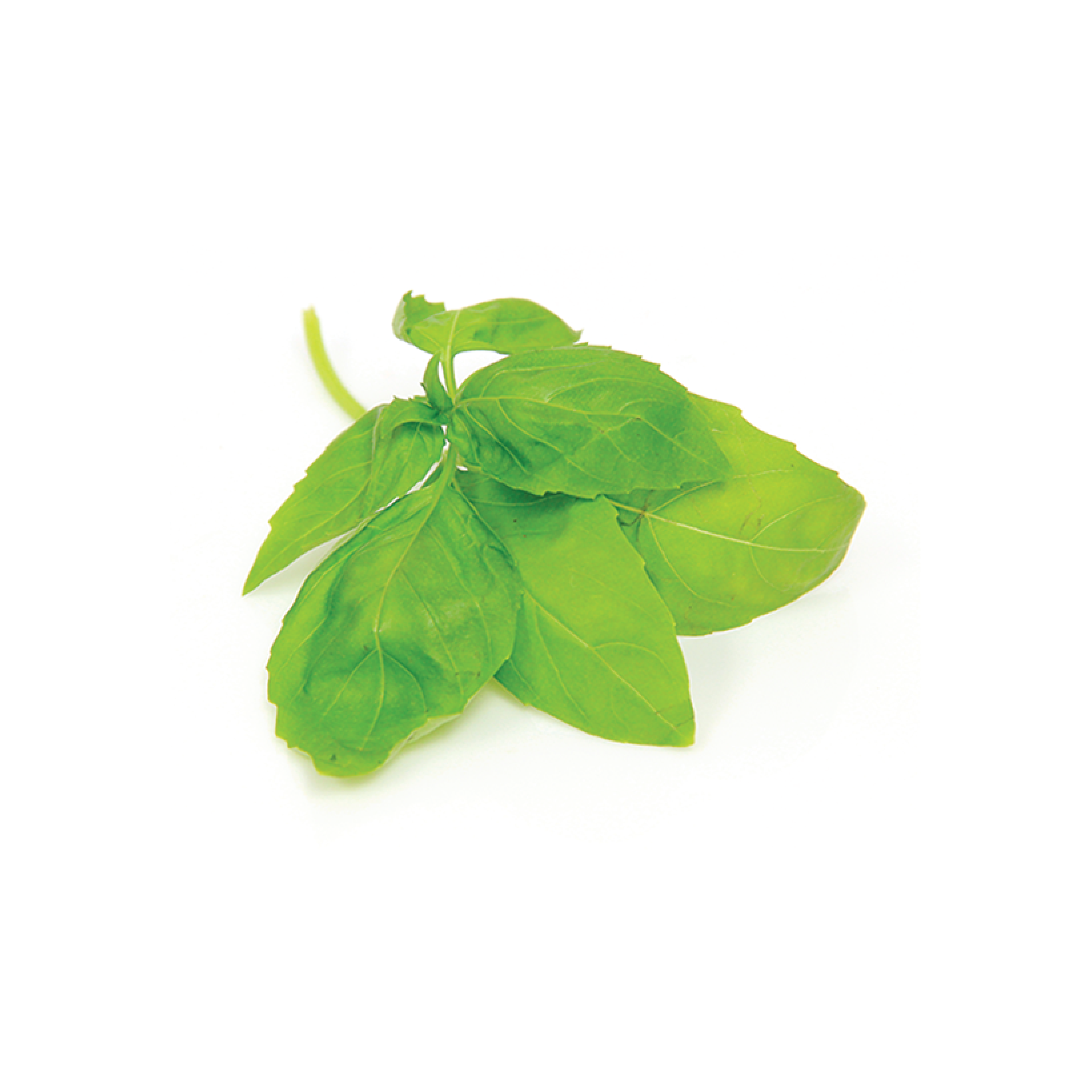 Sweet Green Basil